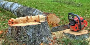 Reliable Maysville, GA Tree Care Solutions