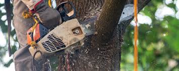 Best Aeration Services  in Maysville, GA