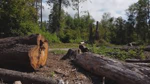 Best Lot and Land Clearing  in Maysville, GA