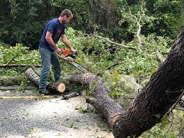 Best Stump Grinding and Removal  in Maysville, GA