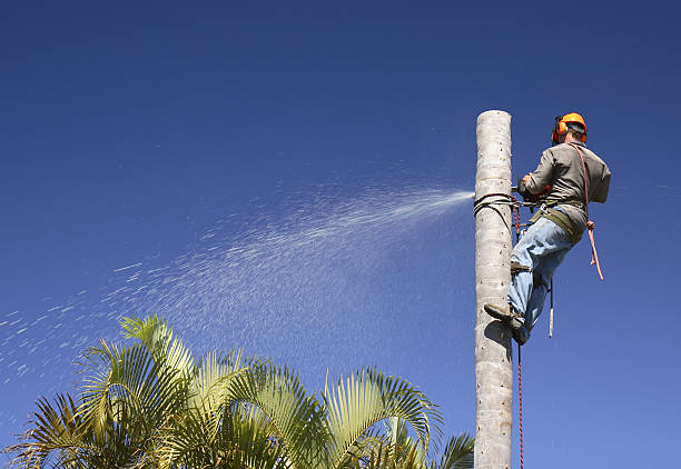 Best Emergency Tree Removal  in Maysville, GA