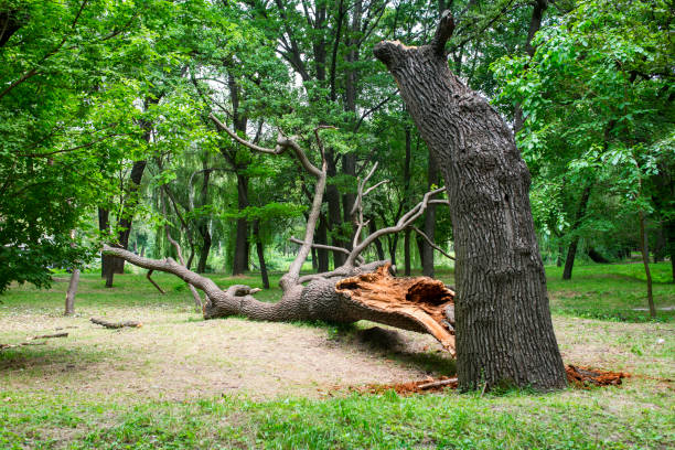 Best Tree and Shrub Care  in Maysville, GA