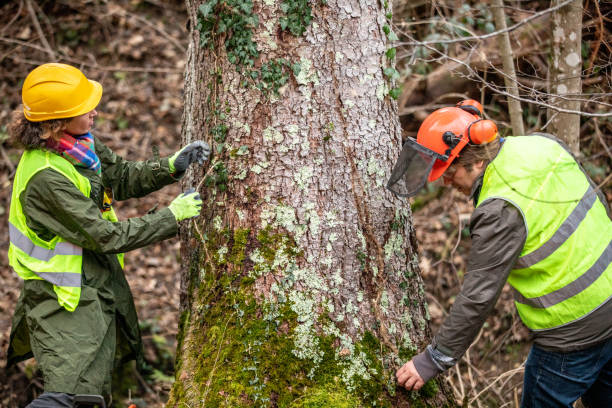 Best Commercial Tree Services  in Maysville, GA