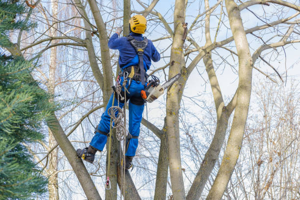 Best Emergency Tree Removal  in Maysville, GA