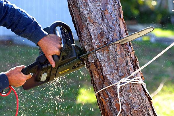 Best Lawn Pest Prevention  in Maysville, GA
