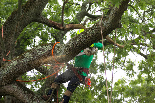Best Root Management and Removal  in Maysville, GA