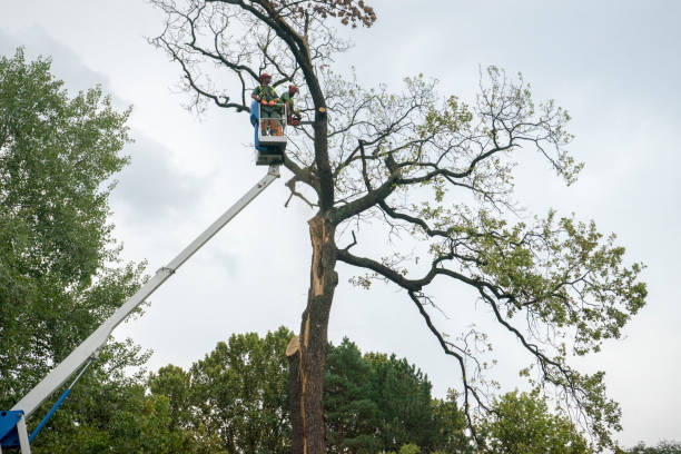 Best Tree Cabling and Bracing  in Maysville, GA