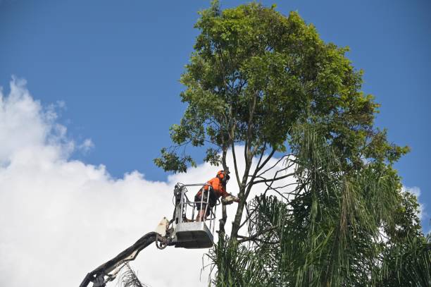 Best Tree Risk Assessment  in Maysville, GA