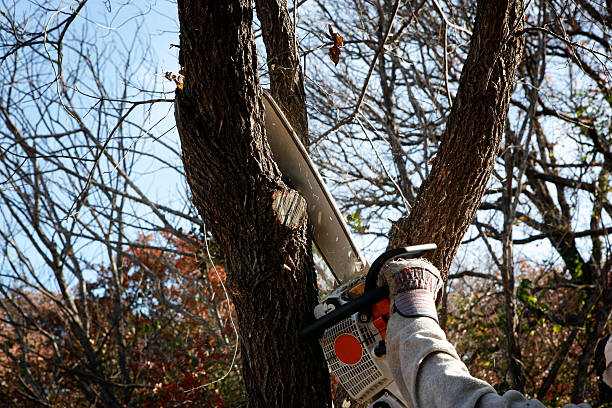 Best Palm Tree Trimming  in Maysville, GA