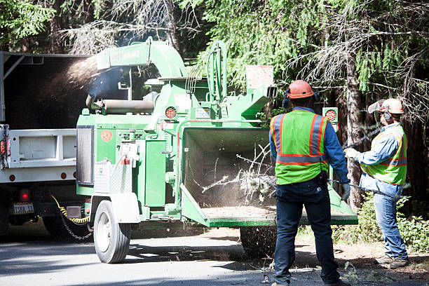 How Our Tree Care Process Works  in  Maysville, GA
