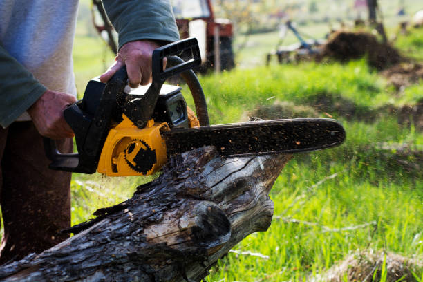 Best Lawn Maintenance Plans  in Maysville, GA